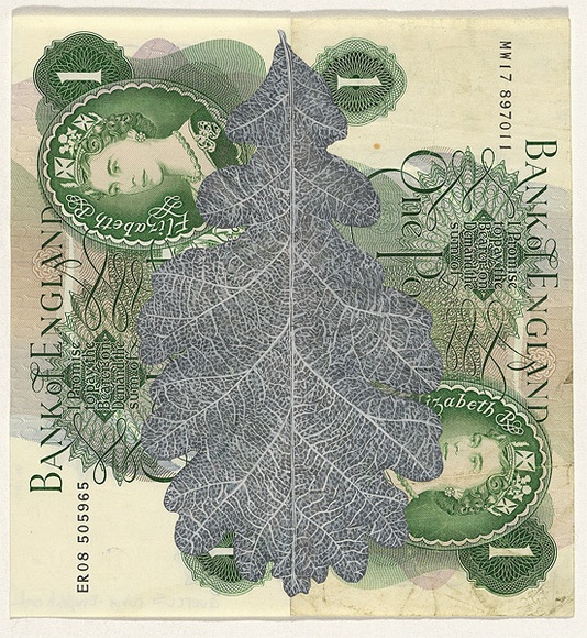 Artist: b'HALL, Fiona' | Title: b'Quercus robur - English oak (English currency)' | Date: 2000 - 2002 | Technique: b'gouache' | Copyright: b'\xc2\xa9 Fiona Hall' Artist: b'HALL, Fiona' | Title: b'Quercus robur - English oak (English currency)' | Date: 2000 - 2002 | Technique: b'gouache' | Copyright: b'\xc2\xa9 Fiona Hall'