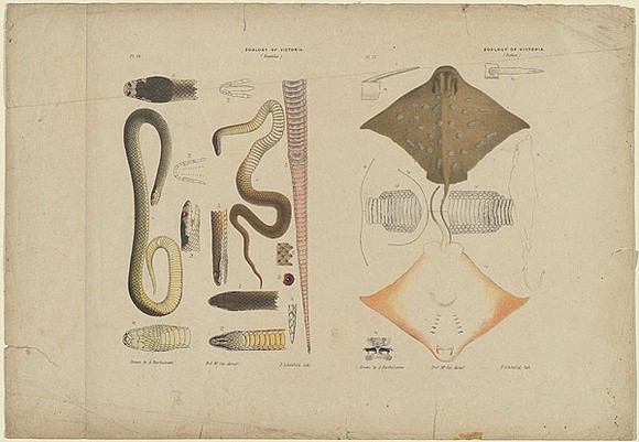 Artist: b'Hamel, Julius.' | Title: b'Proof sheet of four images of reptiles and fishes.' | Date: 1878 | Technique: b'lithograph, printed in colour, from multiple stones' Artist: b'Hamel, Julius.' | Title: b'Proof sheet of four images of reptiles and fishes.' | Date: 1878 | Technique: b'lithograph, printed in colour, from multiple stones'