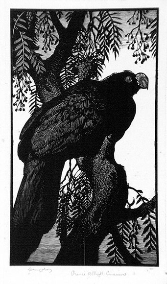 Artist: b'LINDSAY, Lionel' | Title: bPrince Albert's Curassow | Date: 1935 | Technique: b'wood-engraving, printed in black ink, from one block' | Copyright: b'Courtesy of the National Library of Australia' Artist: b'LINDSAY, Lionel' | Title: bPrince Albert's Curassow | Date: 1935 | Technique: b'wood-engraving, printed in black ink, from one block' | Copyright: b'Courtesy of the National Library of Australia'