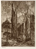 Artist: Stockfeld, R.H. | Title: Rural scene, tall gums | Date: c.1935 | Technique: etching, printed in black ink, from one plate