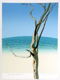 Artist: b'Rose, David.' | Title: b'Eucalypt - Bateau Bay II' | Date: 1976 | Technique: b'screenprint, printed in colour, from multiple stencils'