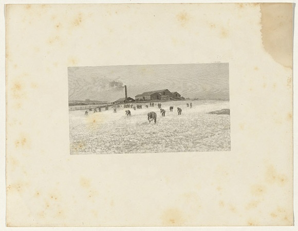 Artist: b'FITLER, W.C.' | Title: b'Wool drying' | Date: 1886-88 | Technique: b'wood-engraving, printed in black ink, from one block'