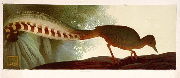 Artist: GRIFFIN, Murray | Title: Lyre bird feeding | Date: 1935 | Technique: linocut, printed in colour, from multiple blocks
