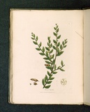 Title: Mimosa hispidula [Little harsh mimosa]. | Date: 1793 | Technique: engraving, printed in black ink, from one copper plate; hand-coloured