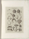 Title: Fossils of South Australia. | Date: 1855-56 | Technique: engraving, printed in black ink, from one copper plate