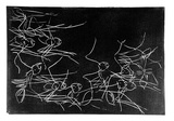 Artist: Buckley, Sue. | Title: Soldier ants. | Date: 1961 | Technique: linocut, printed in black ink, from one block | Copyright: This work appears on screen courtesy of Sue Buckley and her sister Jean Hanrahan