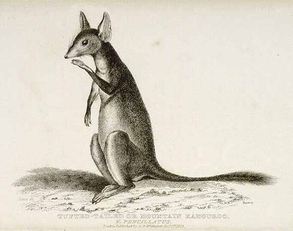 Title: b'Tufted tailed or Mountain Kangaroo' | Date: 1825 | Technique: b'engraving, printed in black ink, from one copper plate' Title: b'Tufted tailed or Mountain Kangaroo' | Date: 1825 | Technique: b'engraving, printed in black ink, from one copper plate'