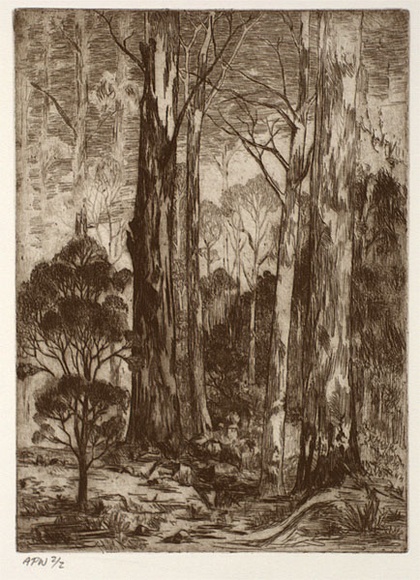 Artist: b'Stockfeld, R.H.' | Title: b'Rural scene, tall gums' | Date: c.1935 | Technique: b'etching, printed in black ink, from one plate' Artist: b'Stockfeld, R.H.' | Title: b'Rural scene, tall gums' | Date: c.1935 | Technique: b'etching, printed in black ink, from one plate'