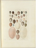 Title: b'Birds eggs of Victoria.' | Date: 1855-56 | Technique: b'engraving, printed in brown ink, from one copper plate; hand-coloured'