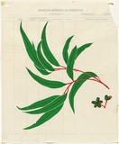 Artist: Lightbody, Graham. | Title: not titled [Spray of gum leaves] | Date: 1978 | Technique: screenprint, printed in colour, from two stencils | Copyright: Courtesy Graham Lightbody