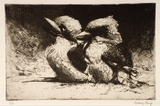 Artist: b'Long, Sydney.' | Title: b'Young Kookaburras' | Date: 1925 | Technique: b'line-etching and drypoint, printed in dark brown ink, from one copper plate' | Copyright: b'Reproduced with the kind permission of the Ophthalmic Research Institute of Australia'