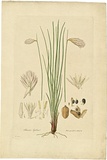Artist: b'Bauer, Ferdinand.' | Title: b'Johnsonia lupulina.' | Date: 1806-13 | Technique: b'engraving, printed in colour, from one plate; hand-coloured; letterpress'