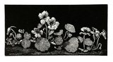 Artist: b'LINDSAY, Lionel' | Title: b'Nasturtiums' | Date: 1939 | Technique: b'wood-engraving, printed in black ink, from one block' | Copyright: b'Courtesy of the National Library of Australia'