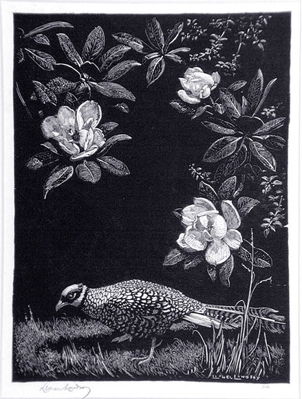Artist: b'LINDSAY, Lionel' | Title: b'Pheasant and Magnolia' | Date: 1925 | Technique: b'wood-engraving, printed in black ink, from one block' | Copyright: b'Courtesy of the National Library of Australia' Artist: b'LINDSAY, Lionel' | Title: b'Pheasant and Magnolia' | Date: 1925 | Technique: b'wood-engraving, printed in black ink, from one block' | Copyright: b'Courtesy of the National Library of Australia'