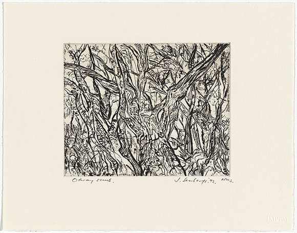 Artist: b'Senbergs, Jan.' | Title: b'Otway scrub' | Date: 1992 | Technique: b'etching, printed in black ink, from one plate' | Copyright: b'\xc2\xa9 Jan Senbergs' Artist: b'Senbergs, Jan.' | Title: b'Otway scrub' | Date: 1992 | Technique: b'etching, printed in black ink, from one plate' | Copyright: b'\xc2\xa9 Jan Senbergs'