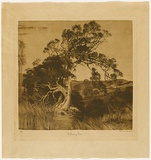 Artist: van RAALTE, Henri | Title: The leaning tree | Date: c.1927 | Technique: aquatint, printed in brown ink, from one plate