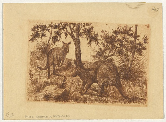 Artist: b'Reynolds, George.' | Title: b'Kangaroos' | Date: c.1888 | Technique: b'etching, printed in brown ink with plate-tone, from one plate'