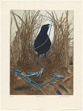 Artist: GRIFFITH, Pamela | Title: Bower Bird | Date: 1982 | Technique: hard ground, aquatint, soft ground, spray resist, collage on two zinc | Copyright: © Pamela Griffith