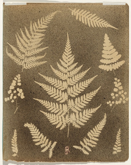 Artist: b'Jackson, Robert.' | Title: b'(Ten fern leaves)' | Date: 1875 | Technique: b'splatterwork, printed in black ink, from one stencil' Artist: b'Jackson, Robert.' | Title: b'(Ten fern leaves)' | Date: 1875 | Technique: b'splatterwork, printed in black ink, from one stencil'