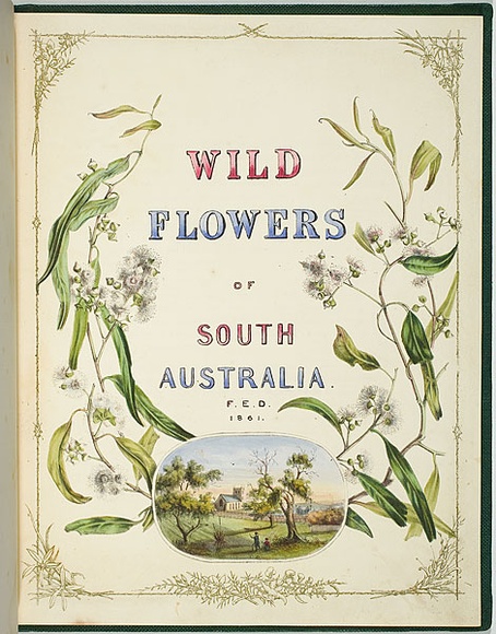 Artist: b'De Mole, Fanny.' | Title: b'Title page: Wild flowers of South Australia.' | Date: 1861 | Technique: b'lithograph, printed in black ink, from one stone; hand-coloured' Artist: b'De Mole, Fanny.' | Title: b'Title page: Wild flowers of South Australia.' | Date: 1861 | Technique: b'lithograph, printed in black ink, from one stone; hand-coloured'