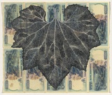 Artist: HALL, Fiona | Title: Benincasa hispida - Ash pumpkin (Indonesian currency) | Date: 2000 - 2002 | Technique: gouache | Copyright: © Fiona Hall