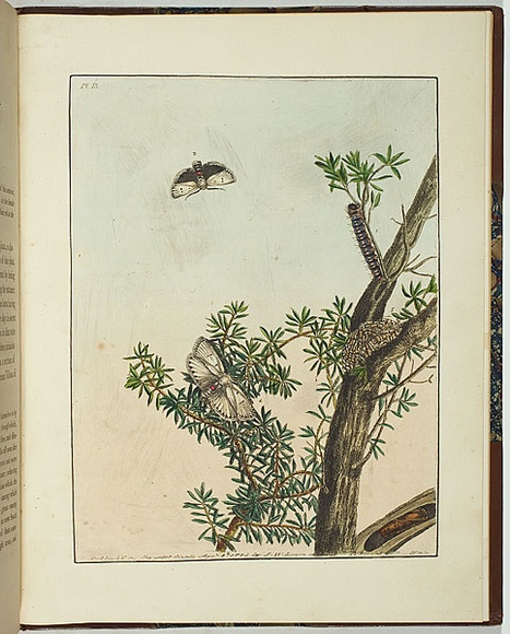 Artist: b'Lewin, J.W.' | Title: b'Cryptophasa pultenoe' | Date: 08/04/1803 | Technique: b'etching, printed in black ink, from one copper plate; hand-coloured' Artist: b'Lewin, J.W.' | Title: b'Cryptophasa pultenoe' | Date: 08/04/1803 | Technique: b'etching, printed in black ink, from one copper plate; hand-coloured'