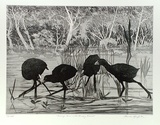 Artist: b'GRIFFITH, Pamela' | Title: b'Swamp Hen and hungry brood' | Date: 1989 | Technique: b'hard ground, aquatint, soft ground, sugarlift, burnishing, printed in black ink, from one copper plate' | Copyright: b'\xc2\xa9 Pamela Griffith'