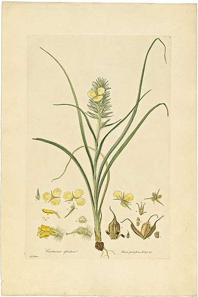 Artist: b'Bauer, Ferdinand.' | Title: b'Cartonema spicatum.' | Date: 1806-13 | Technique: b'engraving, printed in colour, from one plate; hand-coloured; letterpress' Artist: b'Bauer, Ferdinand.' | Title: b'Cartonema spicatum.' | Date: 1806-13 | Technique: b'engraving, printed in colour, from one plate; hand-coloured; letterpress'
