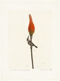 Artist: b'Rose, David.' | Title: b'Visiting spinebill' | Date: 1977 | Technique: b'aquatint and etching'