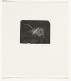 Artist: b'Myshkin, Tanya.' | Title: b'Dried mouse' | Date: 1990 | Technique: b'wood-engraving, printed in black ink, from one boxwood block'