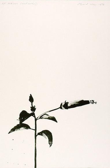 Artist: ROSE, David | Title: Hibiscus (next morning) | Date: 1974 | Technique: lithograph, printed in black ink, from one zinc plate