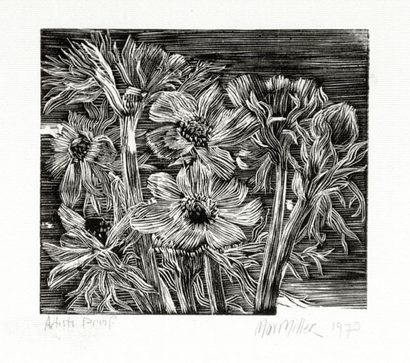 Artist: b'Miller, Max.' | Title: b'Foliage, flowers, daisies' | Date: 1970 | Technique: b'wood-engraving, printed in black ink, from one block' Artist: b'Miller, Max.' | Title: b'Foliage, flowers, daisies' | Date: 1970 | Technique: b'wood-engraving, printed in black ink, from one block'
