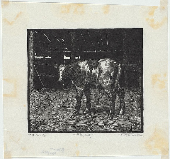 Artist: b'Waller, M. Napier.' | Title: b'The poddy calf' | Date: c.1925 | Technique: b'linocut, printed in black ink, from one block'