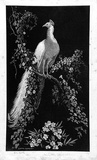 Artist: LINDSAY, Lionel | Title: Morning glory. | Date: 1932 | Technique: wood-engraving, printed in black ink, from one block | Copyright: Courtesy of the National Library of Australia
