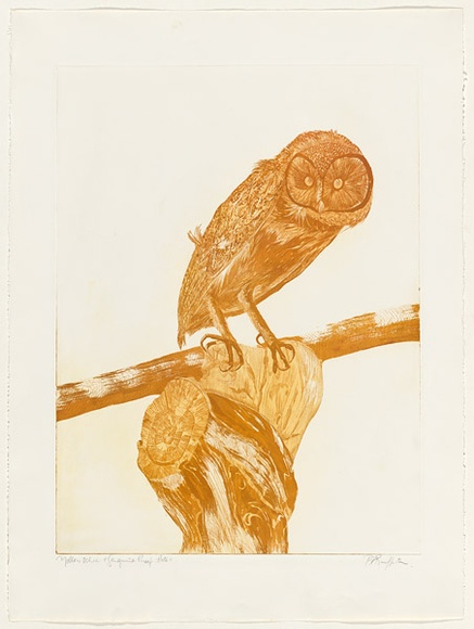Artist: b'GRIFFITH, Pamela' | Title: b'Australian masked owl' | Date: 1981 | Technique: b'etching, aquatint printed in colour, from two zinc plates' | Copyright: b'\xc2\xa9 Pamela Griffith' Artist: b'GRIFFITH, Pamela' | Title: b'Australian masked owl' | Date: 1981 | Technique: b'etching, aquatint printed in colour, from two zinc plates' | Copyright: b'\xc2\xa9 Pamela Griffith'