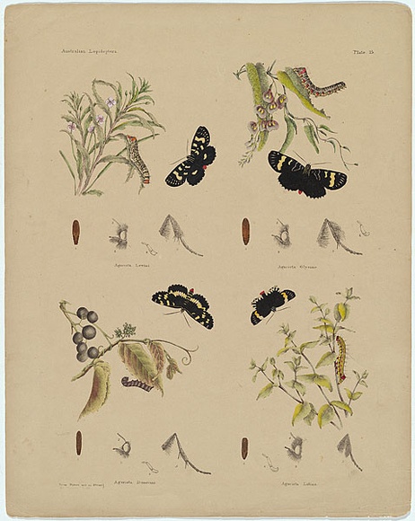 Title: b'Agarista donovani, Agarista latina.' | Date: c.1865 | Technique: b'lithograph, printed in black ink, from one stone; hand-coloured' Title: b'Agarista donovani, Agarista latina.' | Date: c.1865 | Technique: b'lithograph, printed in black ink, from one stone; hand-coloured'