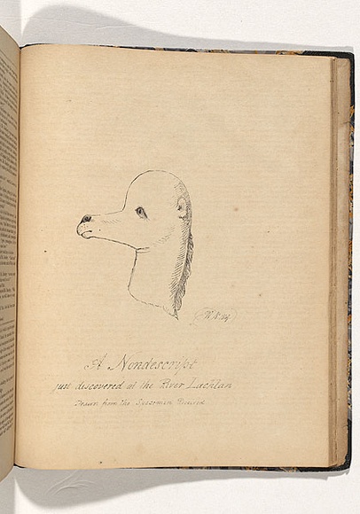 Artist: b'Nicholas, William.' | Title: b'A nondescript just discovered at the River Lachlan' | Date: 1847 | Technique: b'pen-lithograph, printed in black ink, from one plate' Artist: b'Nicholas, William.' | Title: b'A nondescript just discovered at the River Lachlan' | Date: 1847 | Technique: b'pen-lithograph, printed in black ink, from one plate'