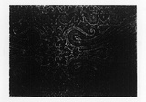 Artist: b'Juberlin, Narelle.' | Title: b'Old love' | Date: 1991 | Technique: b'lithograph, printed in black ink, from one stone [or plate]'