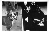 Artist: Hall, Judith. | Title: Postcard: (Dog show) | Date: 1985 | Technique: photo-offset-lithograph