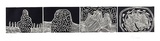 Artist: b'Ngarraija, Tommy May.' | Title: b'Bummar (Rocks)' | Date: 1995, August | Technique: b'linocut, printed in black ink, from four blocks'