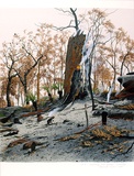 Artist: b'Rose, David.' | Title: b'Burning tree stump, Somersby' | Date: 1991 | Technique: b'screenprint, printed in colour, from multiple stencils'