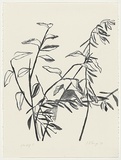 Artist: L'Estrange, Sally. | Title: (Two branches) | Date: 1985 | Technique: lithograph, printed in black ink, from one stone