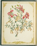 Artist: b'De Mole, Fanny.' | Title: b'Templetonia.' | Date: 1861 | Technique: b'lithograph, printed in black ink, from one stone; hand-coloured'