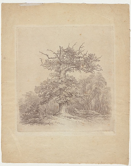 Artist: b'Glover, John.' | Title: b'Blasted oak.' | Date: c.1797 | Technique: b'softground-etching, printed in black ink, from one copper plate' Artist: b'Glover, John.' | Title: b'Blasted oak.' | Date: c.1797 | Technique: b'softground-etching, printed in black ink, from one copper plate'