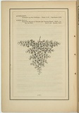 Title: not titled [asplenium flabellifolium]. | Date: 1861 | Technique: woodengraving, printed in black ink, from one block