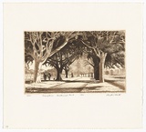 Artist: b'PLATT, Austin' | Title: b'Grand drive, Centennial Park' | Date: 1982 | Technique: b'etching, printed in black ink, from one plate'