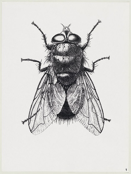 Artist: b'Gibbs, Denyse.' | Title: b'Black fly 1' | Date: 1973 | Copyright: b'This work appears on screen courtesy of the artist and copyright holder' Artist: b'Gibbs, Denyse.' | Title: b'Black fly 1' | Date: 1973 | Copyright: b'This work appears on screen courtesy of the artist and copyright holder'