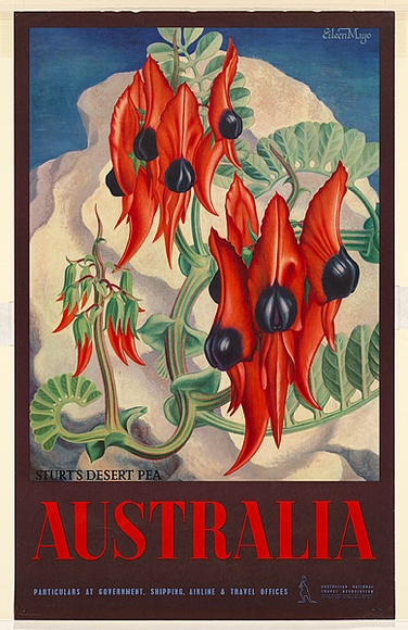 Artist: b'Mayo, Eileen.' | Title: bAustralia (Sturt's Desert Pea) | Date: 1957 | Technique: b'offset-lithograph, printed in colour, from multiple plates' Artist: b'Mayo, Eileen.' | Title: bAustralia (Sturt's Desert Pea) | Date: 1957 | Technique: b'offset-lithograph, printed in colour, from multiple plates'