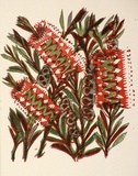 Artist: OGILVIE, Helen | Title: Greeting card: Bottlebrush | Date: c.1950 | Technique: linocut, printed in colour, from multiple blocks