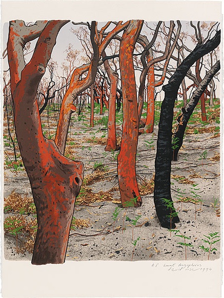 Artist: b'Rose, David.' | Title: b'Burnt Angophoras' | Date: 1994 | Technique: b'screenprint, printed in colour, from multiple stencils'